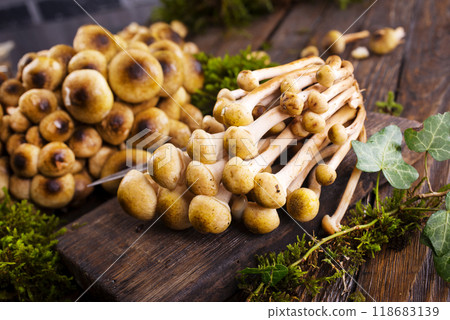 beautiful autumn honey fungus, raw mushrooms 118683139