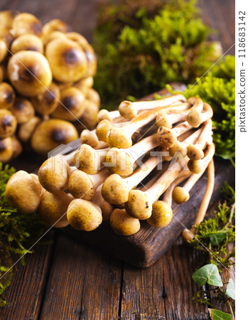 beautiful autumn honey fungus, raw mushrooms 118683142