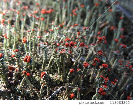 Koamigoke (small red fruit moss): Red-colored organelles 118683265