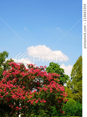 九月的天空和紅紫薇花 118683304