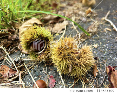 Igagri倒在了地上 118683309