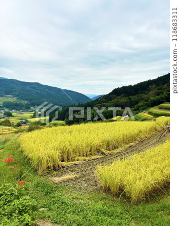 Rice Cake Rice Terrace Rice Cake Rice Terrace 118683311