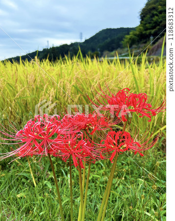 Rice ear and Higanbana 118683312