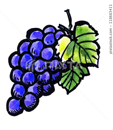 Kyoho grapes in a picture postcard style 24925pix7 118683411