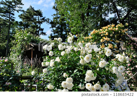 Sakura Kusabue-no-Oka Rose Garden, Chiba Prefecture Sakura Kusabue-no-Oka Rose Garden, Chiba Prefecture 118683422