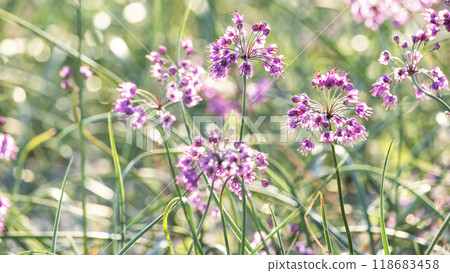 樂京花（鳥取縣北榮町產） 118683458