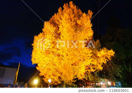 熊野大社大銀杏秋葉黃葉點亮南陽市 118683601