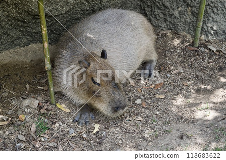Capybara in Kobe Animal Kingdom 118683622