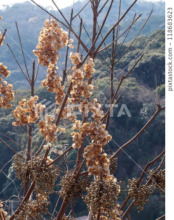 Wild yam flowers and hazel nuts (wild yam and haze) wrapped around dead wood Wild yam flowers and hazel nuts (wild yam and haze) wrapped around dead wood 118683623