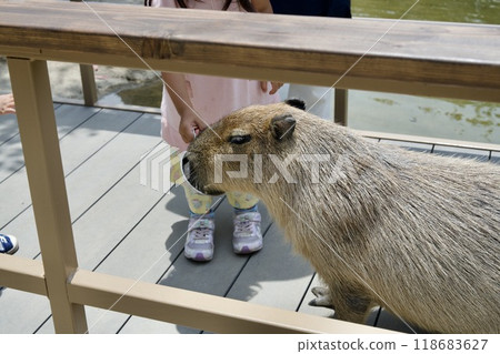 Capybara in Kobe Animal Kingdom 118683627