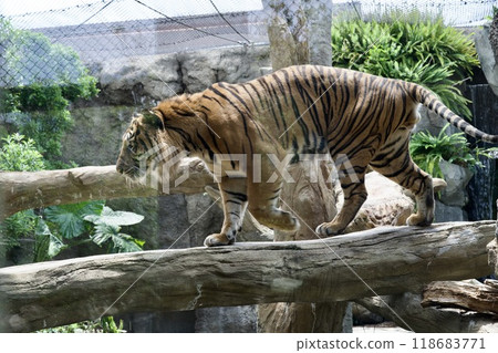 神戶動物王國蘇門答臘虎 118683771