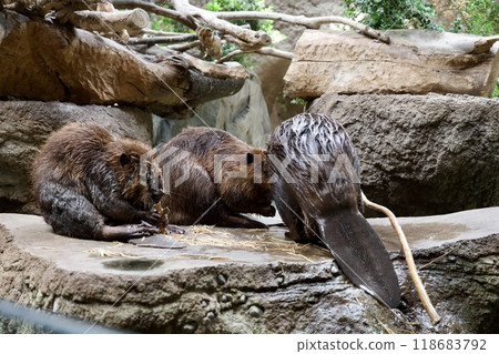 神戶動物王國的美國海狸 神戶動物王國的美國海狸 118683792