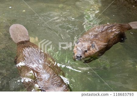 神戶動物王國的美國海狸 神戶動物王國的美國海狸 118683793