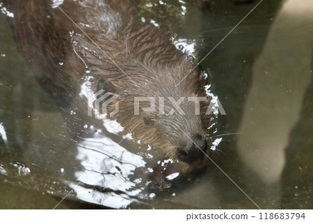 神戶動物王國的美國海狸 118683794