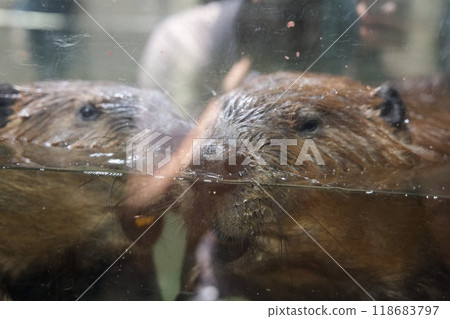 神戶動物王國的美國海狸 118683797