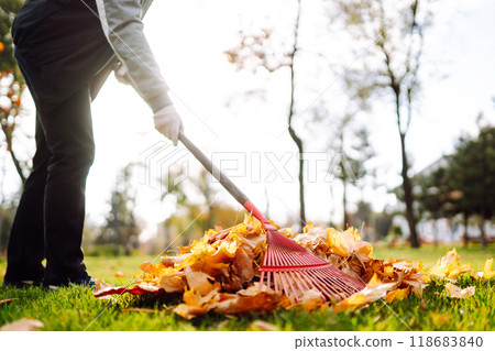 Rake with fallen leaves in autumn. Man cleans the autumn park from yellow leaves. Volunteering. 118683840
