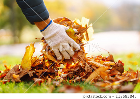 Harvesting autumn leaves. Man cleans the autumn park from yellow leaves. Volunteering, cleaning. Harvesting autumn leaves. Man cleans the autumn park from yellow leaves. Volunteering, cleaning. 118683843