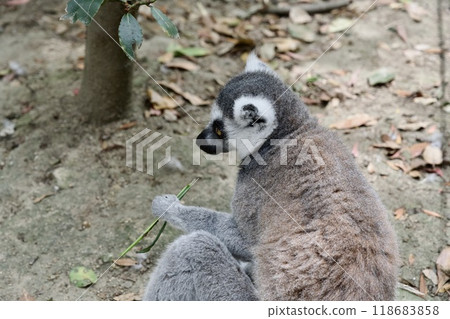 神戶動物王國的環尾狐猴 神戶動物王國的環尾狐猴 118683858