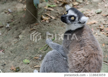 神戶動物王國的環尾狐猴 神戶動物王國的環尾狐猴 118683859