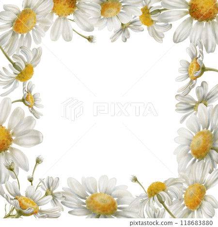 Square wreath of white flowers chamomiles, stems,buds, as a symbol of purity, innocence, love, fidelity. Watercolor clipart on transparent background for product design, postcards, calendar Square wreath of white flowers chamomiles, stems,buds, as a symbol of purity, innocence, love, fidelity. Watercolor clipart on transparent background for product design, postcards, calendar 118683880