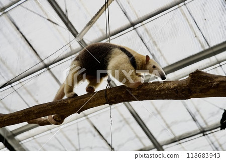 Minami Koa Rikui of Kobe Animal Kingdom 118683943