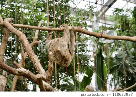 神戶動物王國~Lidarubi Slothknob - 神戶動物王國~Lidarubi Slothknob - 118683957
