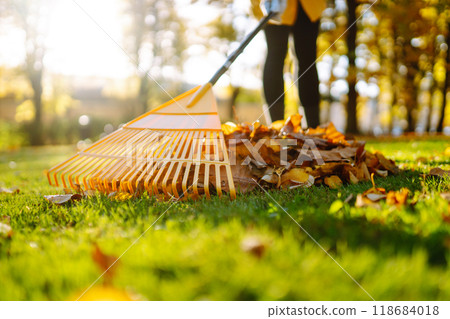 Pile of fallen leaves is collected with a rake on the lawn in the park. Seasonal gardening. 118684018