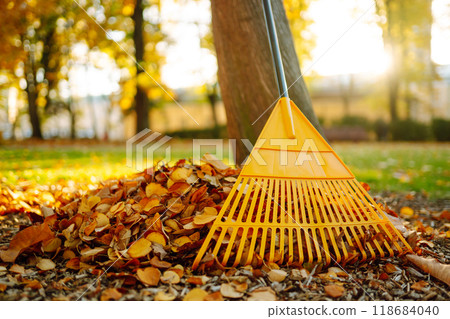 Pile of fall leaves with fan rake on lawn Pile of fall leaves with fan rake on lawn 118684040