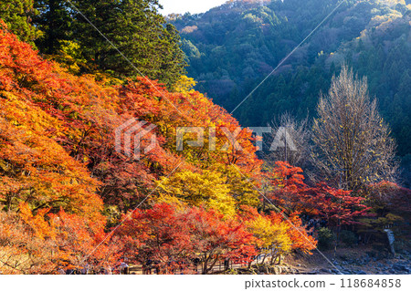 Aichi Prefecture Korankei Gorge Autumn Leaves 118684858