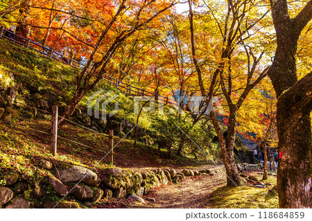 Aichi Prefecture Korankei Gorge Autumn Leaves 118684859