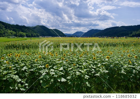 Sunflowers of Nanko Sunflower Festival (Sayo-gun, Sayo-gun, Hyogo Prefecture) Sunflowers of Nanko Sunflower Festival (Sayo-gun, Sayo-gun, Hyogo Prefecture) 118685032