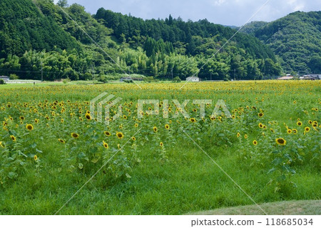 Nanko Sunflower Festival的向日葵(佐賀郡佐用郡,兵庫縣) Nanko Sunflower Festival的向日葵(佐賀郡佐用郡,兵庫縣) 118685034