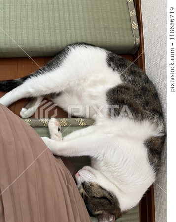 一隻小貓要小睡一下 118686719