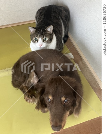 友善的狗貓 118686720