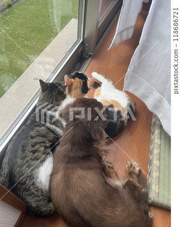 3 名居民 118686721