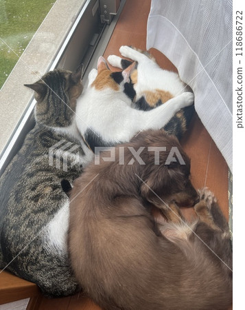 3 名居民 118686722