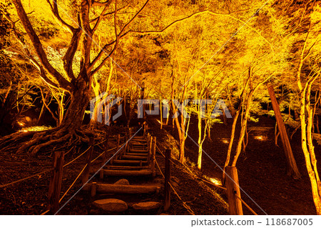 Illumination of autumn leaves at Korankei in Aichi Prefecture Illumination of autumn leaves at Korankei in Aichi Prefecture 118687005