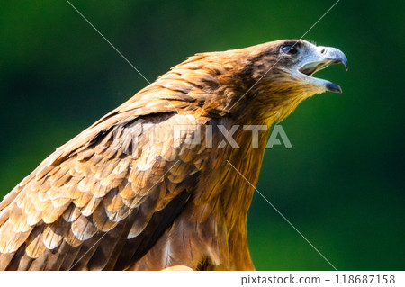 Tonbi Tonbi 118687158