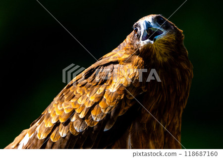 風箏 風箏 118687160