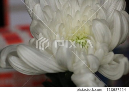 大量的白色菊花 118687234