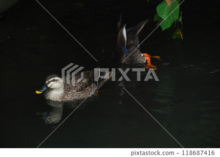 斑嘴鴨 鎌倉市 118687416