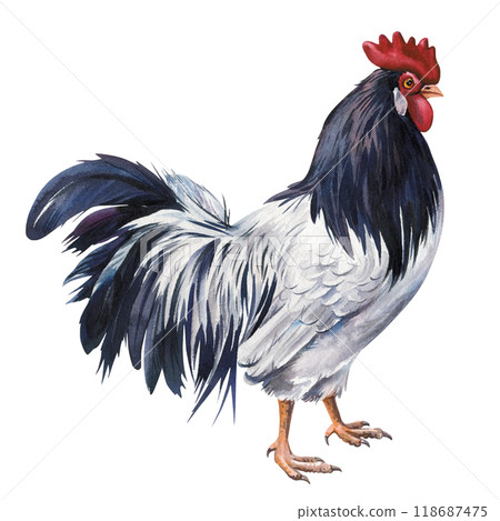 Rooster Isolated white background, Colorful bird hand-painted watercolor for farmhouse decor, nature designs, home decor Rooster Isolated white background, Colorful bird hand-painted watercolor for farmhouse decor, nature designs, home decor 118687475