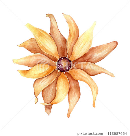 Rudbeckia flower in yellow colored watercolor illustration isolated. Aster, black eyed Susan hand drawn in botanical sketch. Autumn bloom sunflower painted for design autumn holiday, nature theme. Rudbeckia flower in yellow colored watercolor illustration isolated. Aster, black eyed Susan hand drawn in botanical sketch. Autumn bloom sunflower painted for design autumn holiday, nature theme. 118687664