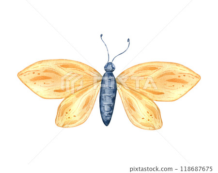 Yellow butterfly watercolor illustration isolated. Beauty insect with wings in flight hand drawn in botanical sketch. Cute butterfly simple style painted for design autumn holiday, nature theme. Yellow butterfly watercolor illustration isolated. Beauty insect with wings in flight hand drawn in botanical sketch. Cute butterfly simple style painted for design autumn holiday, nature theme. 118687675