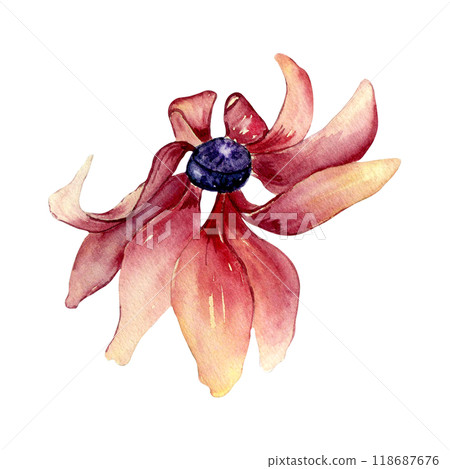 Rudbeckia flower in pink yellow colored watercolor illustration isolated. Coneflowers, black eyed Susan hand drawn in botanical sketch. Autumn bloom painted for design autumn holiday, nature theme. Rudbeckia flower in pink yellow colored watercolor illustration isolated. Coneflowers, black eyed Susan hand drawn in botanical sketch. Autumn bloom painted for design autumn holiday, nature theme. 118687676