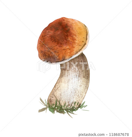 Aspen mushroom forest plant watercolor illustration isolated. Bolete with brown cap hand drawn in botanical sketch. Forest edible mushroom, porcini painted for design autumn holiday, nature theme. 118687678