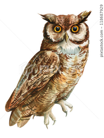 Owl illustration, detailed watercolor bird hand-painted isolated on white for wildlife art, home decor, Design Projects 118687929