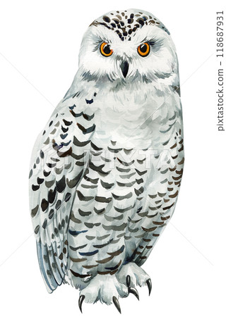 White Owl illustration, watercolor bird hand-painted isolated for wildlife art, home decor, design projects White Owl illustration, watercolor bird hand-painted isolated for wildlife art, home decor, design projects 118687931