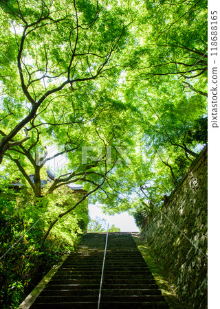 石階周圍環繞著新鮮的綠色植物 石階周圍環繞著新鮮的綠色植物 118688165
