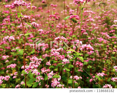 A cluster of buckwheat flowers 118688182